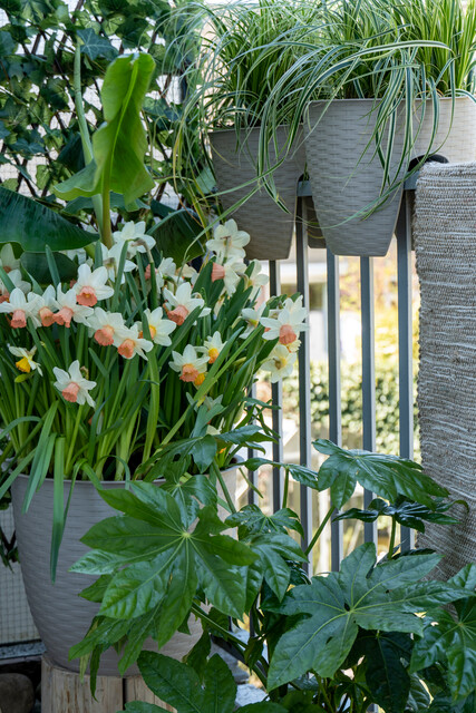 Balcón con plantas de hojas anchas, cintas y flores de narcisos
