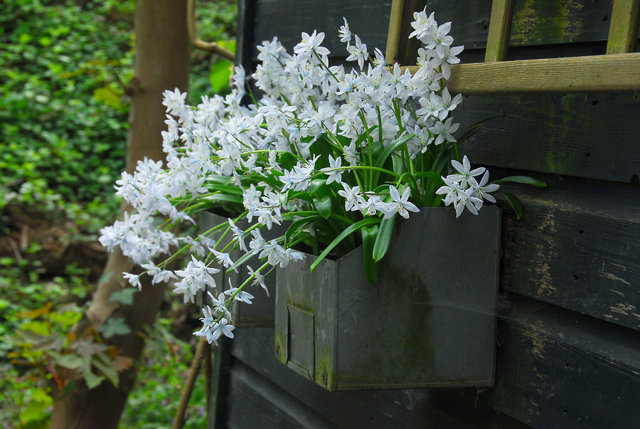 Scilla mischtschenkoana 'Tubergeniana' en maceta