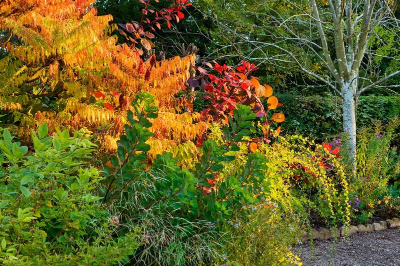 Rhus typina y Cotinus en otoño en The Picton Garden