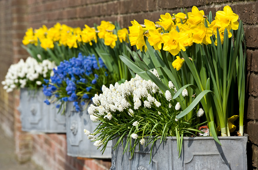 Narcisos amarillos y muscari blancos y azules en macetas