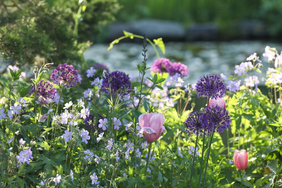 bulbos de flor de primavera con plantas perennes en Chanticleer Garden