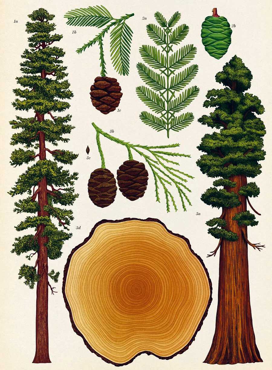ilustraciones árboles secuoyas