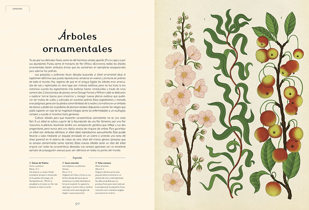 arboretum libro ilustraciones árboles 