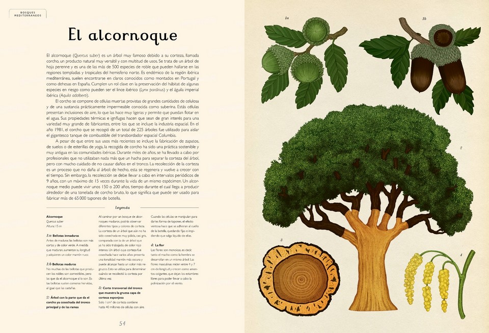 libro ilustraciones árboles alcornoque