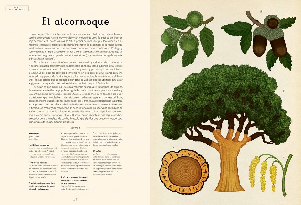 Arboretum, un libro para descubrir los árboles, con bellísimas  ilustraciones de Katie Scott - El Blog de la Tabla - 20 de noviembre de  2022 - Impedimenta