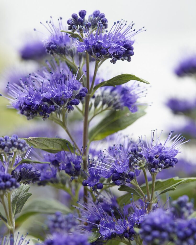 Caryopteris x clandonensis Grand Bleu Pequeño arbusto con flores azules en otoño y tolerante a la sequía