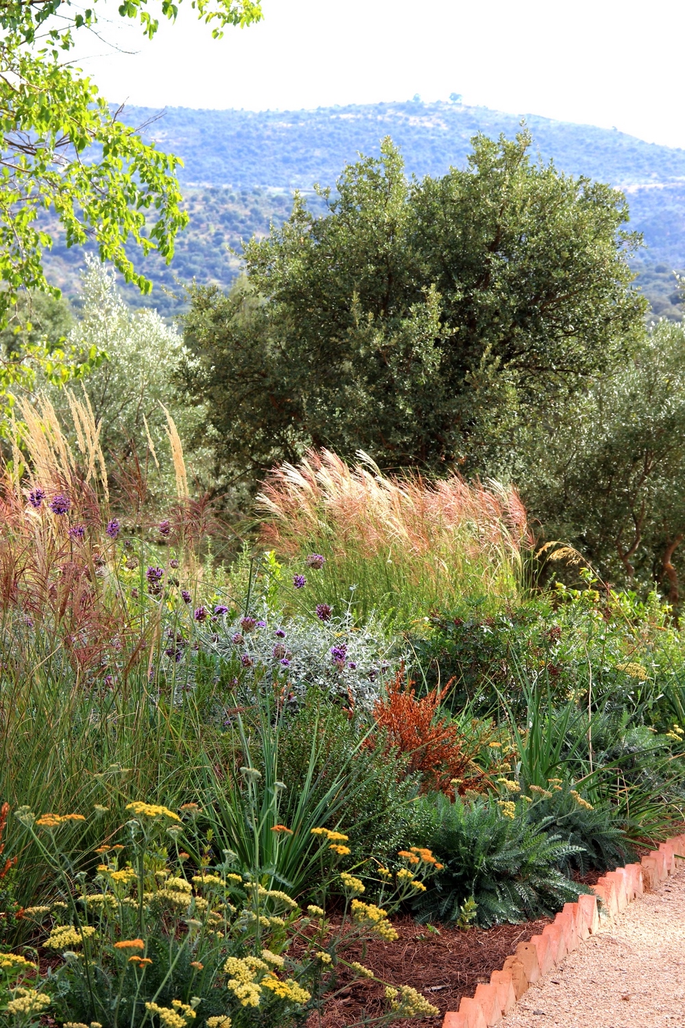 Jardín seco o jardín sin riego con plantación naturalista en la Sierra de Gredos, Ávila 