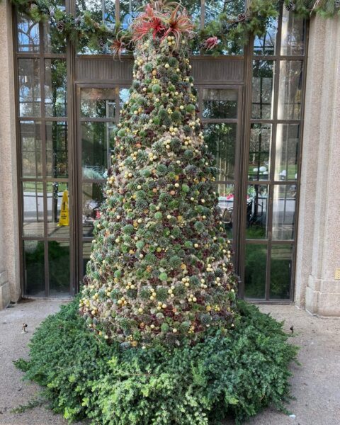 Arbol de Navidad con Sempervivum en Longwood Gardens