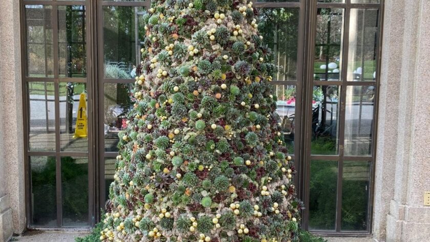 Arbol de Navidad con Sempervivum en Longwood Gardens