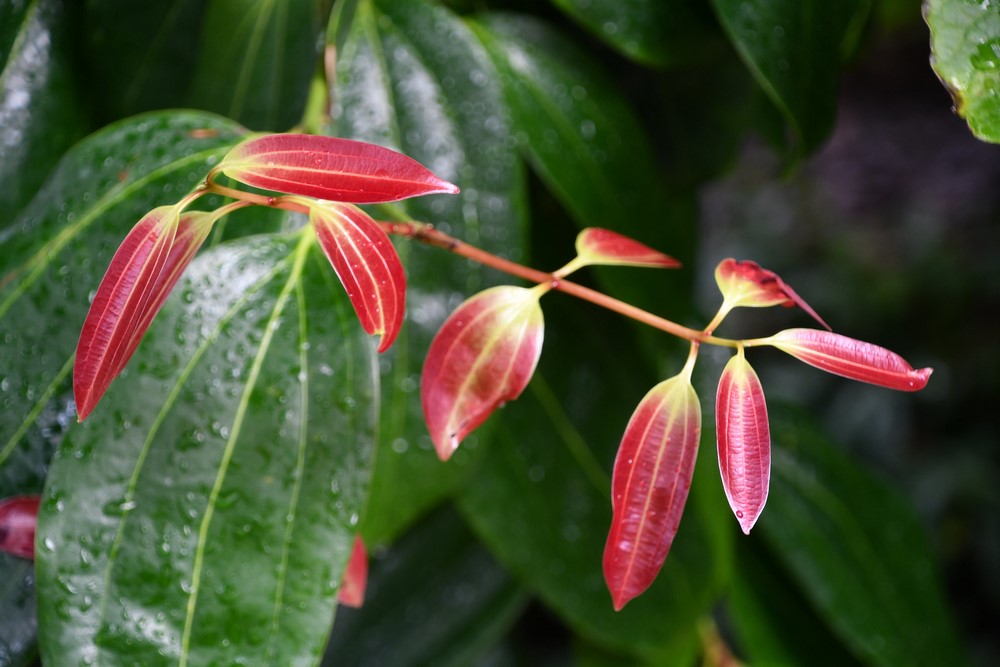 hojas del árbol de la canela cinnamomum verum