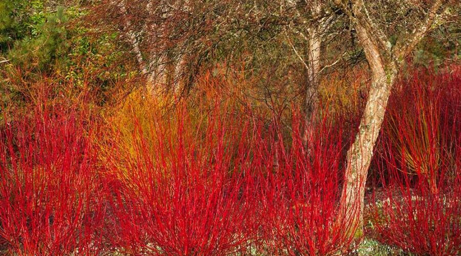 Cornejos (Cornus) en el jardín de invinero