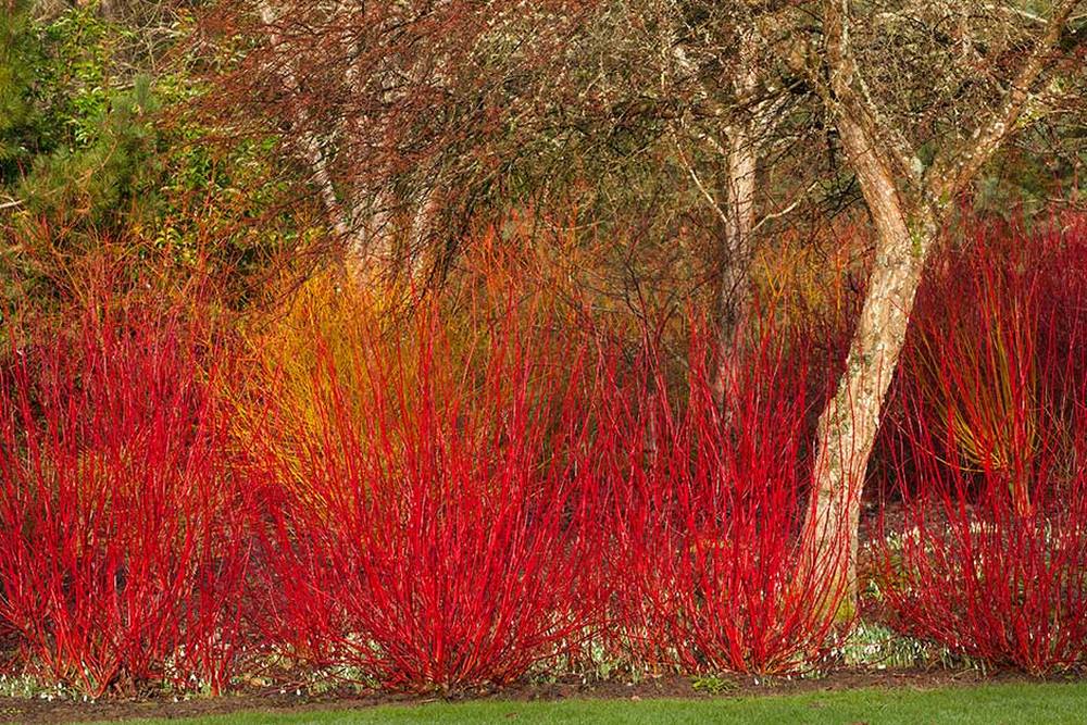 tallos rojos de cornejos cornus en el  jardín de invierno