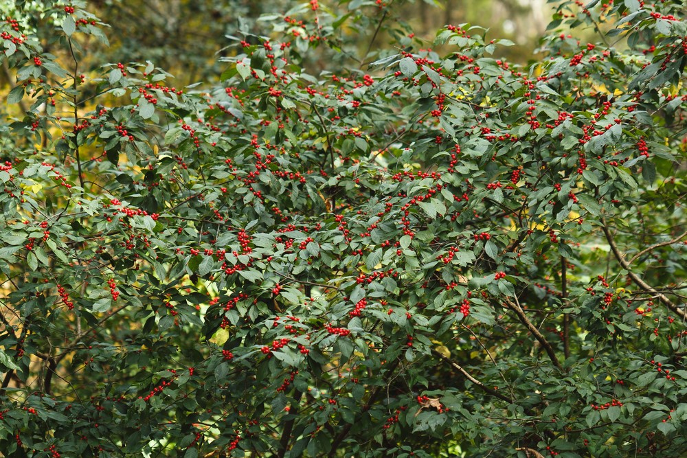 Arbustos del género Ilex: frutos ornamentales de color rojo y estructura en el jardín
