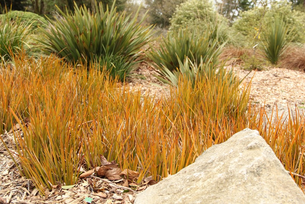 Libertia plantas colorido follaje