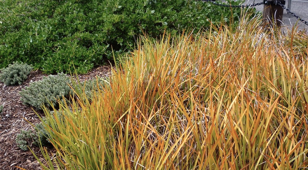 Libertia plantas colorido follaje