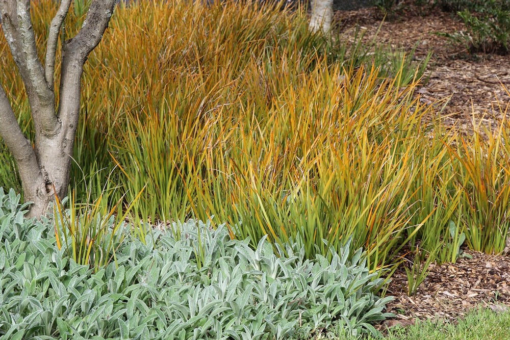 Libertia plantas colorido follaje