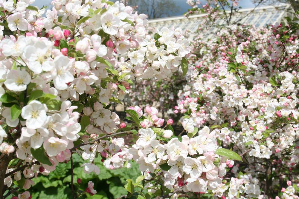 Manzanos ornamentales cangrejo flores blancas