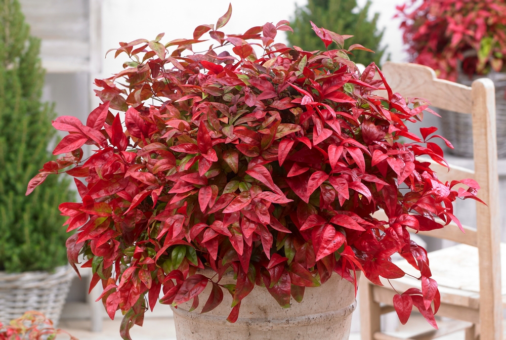 Follaje hojas rojas en invierno de Nandina domestica Blush Pink