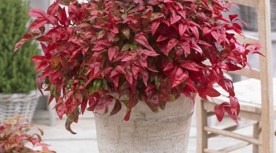 Nandina domestica 'Blush Pink' en maceta