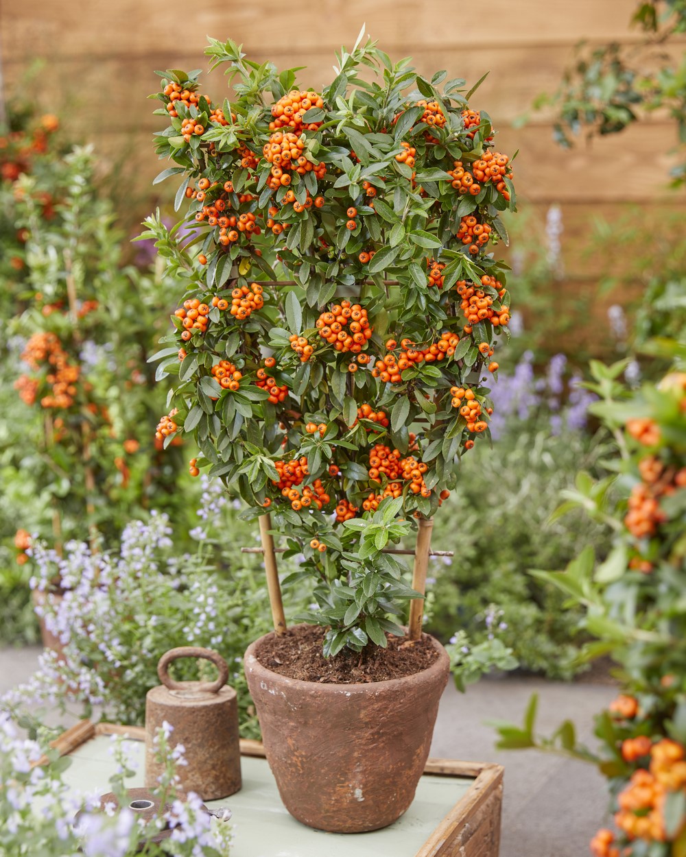 Plantas con frutos ornamentales de color naranja en otoño e invierno cultivada en maceta con espaldera