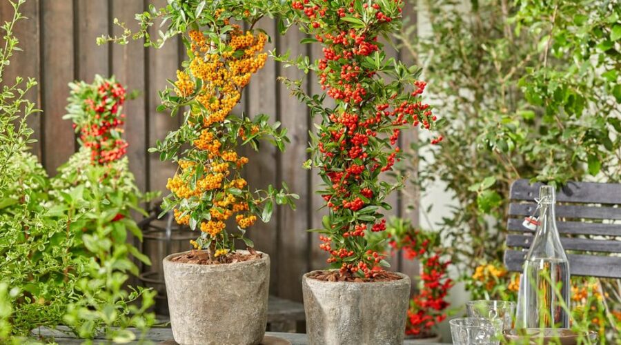 Pyracantha coccinea 'Sunny Star' y 'Red Star' cultivadas en maceta