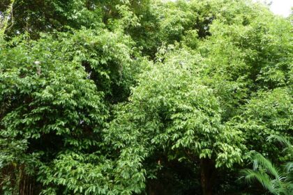 Árbol de la canela. Cinnamomum verum