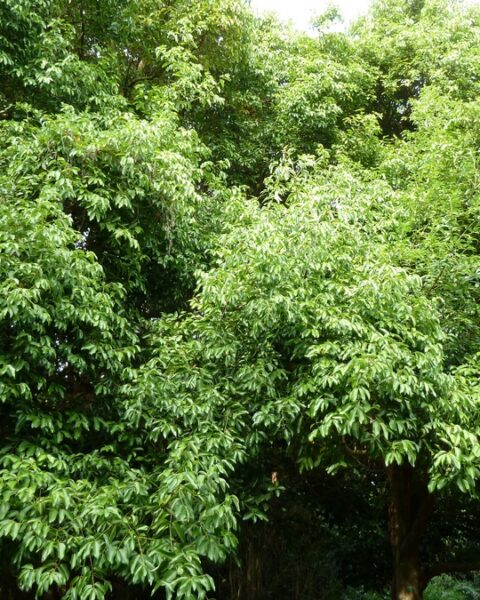 Árbol de la canela. Cinnamomum verum
