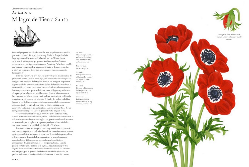 La historia de las flores, libro de Noel Kingsbury, Anemona