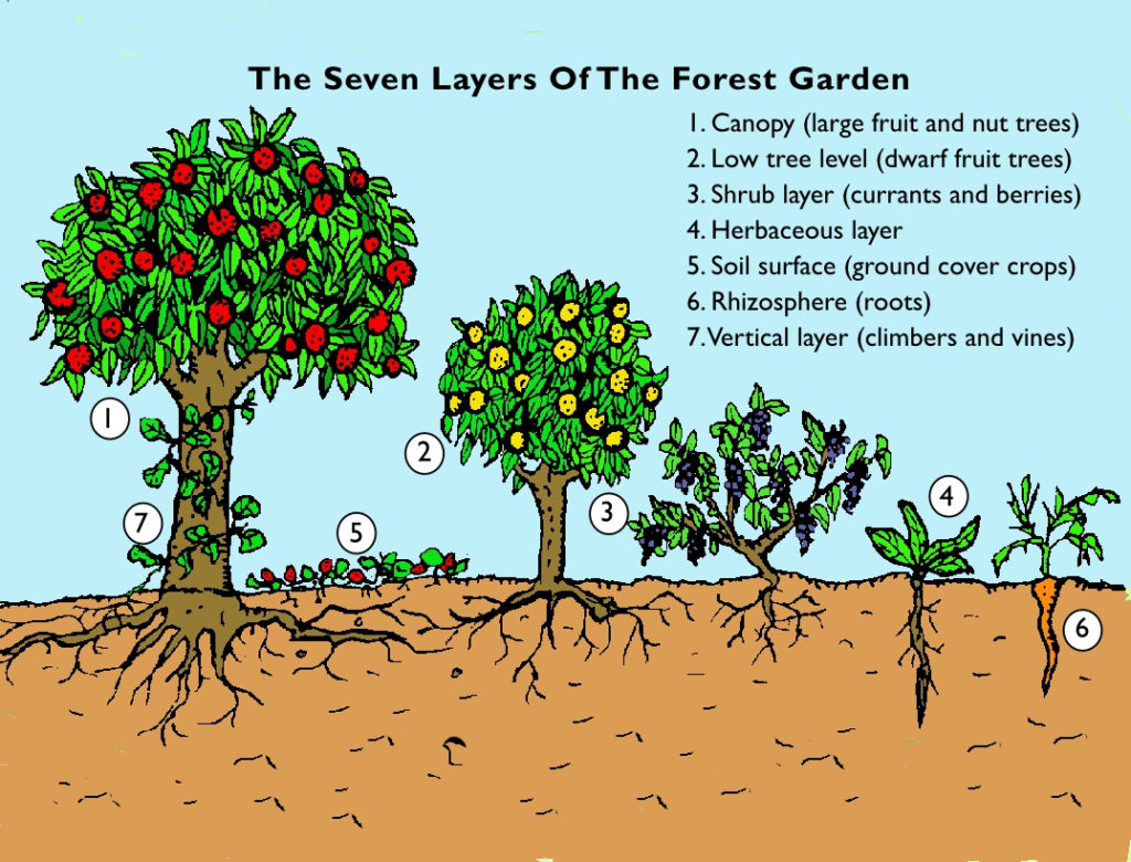 Las 7 capas de un jardín forestal infografía