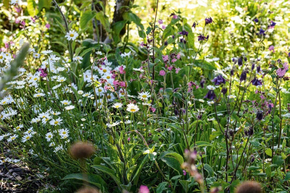 Flores en el jardín forestal comestible de Seed Hill Ecogardens