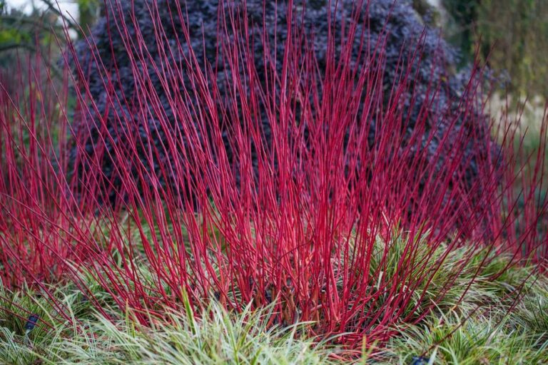 Descubriendo el Jardín de Invierno en Hillier Gardens, uno de los más