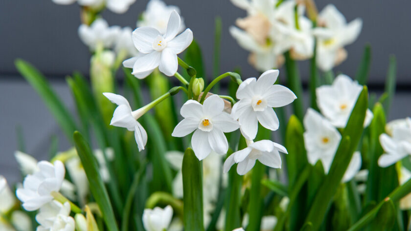 Narcissus papyraceus, narciso blanco