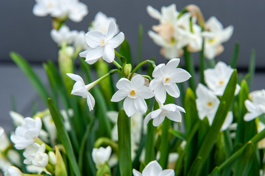 Flores de Narcissus papyraceus (narciso blanco o paperwhite)