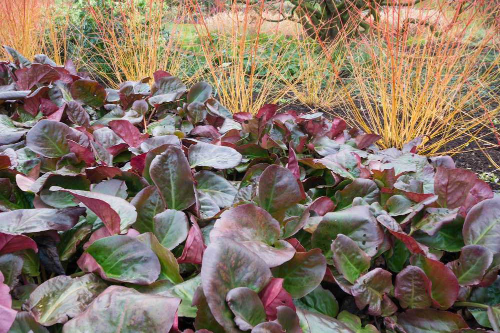 Bergenia hojas invierno 