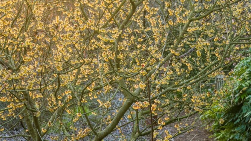 Macasar. Chimonanthus praecox sin. C. fragans