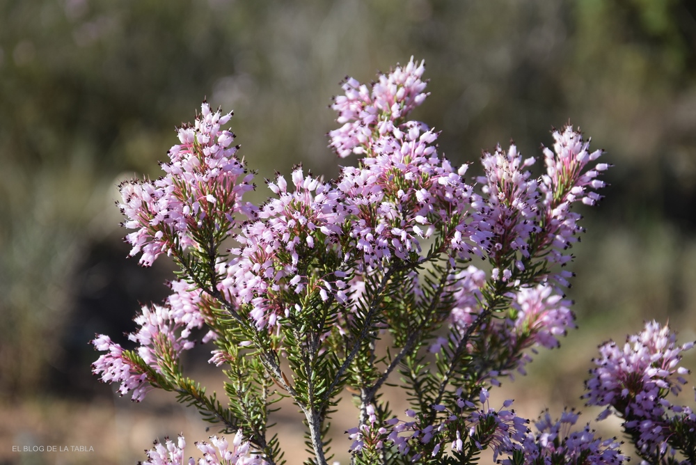 Flores rosadas de erica multiflora brezo invierno