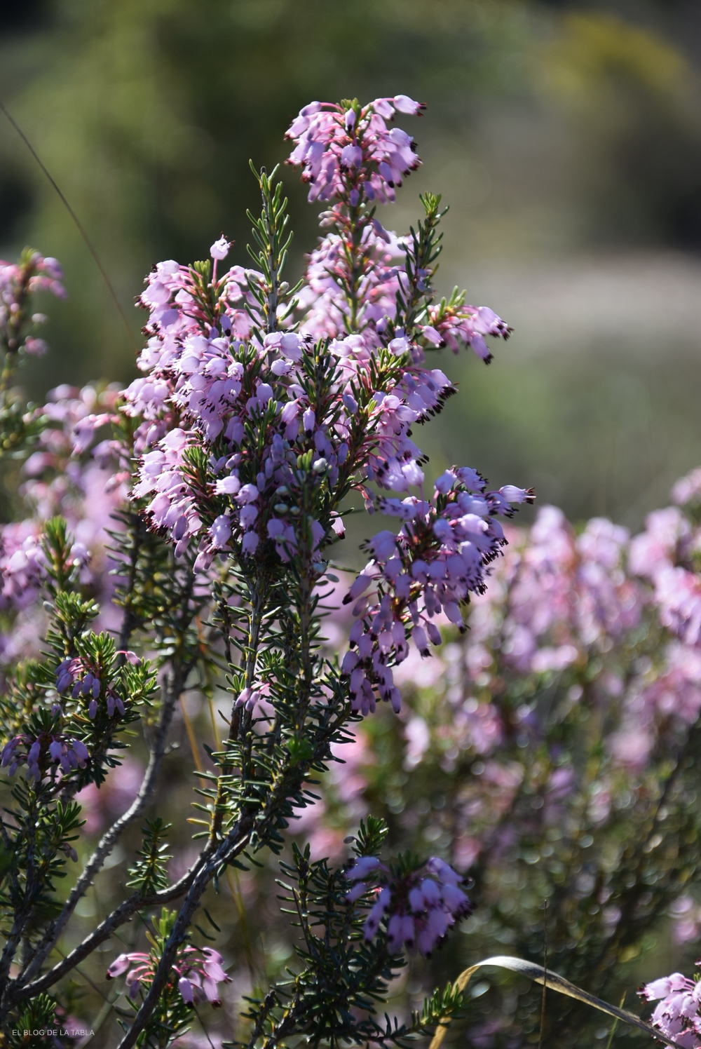 erica multiflora brezo invierno o brezo mediterráneo