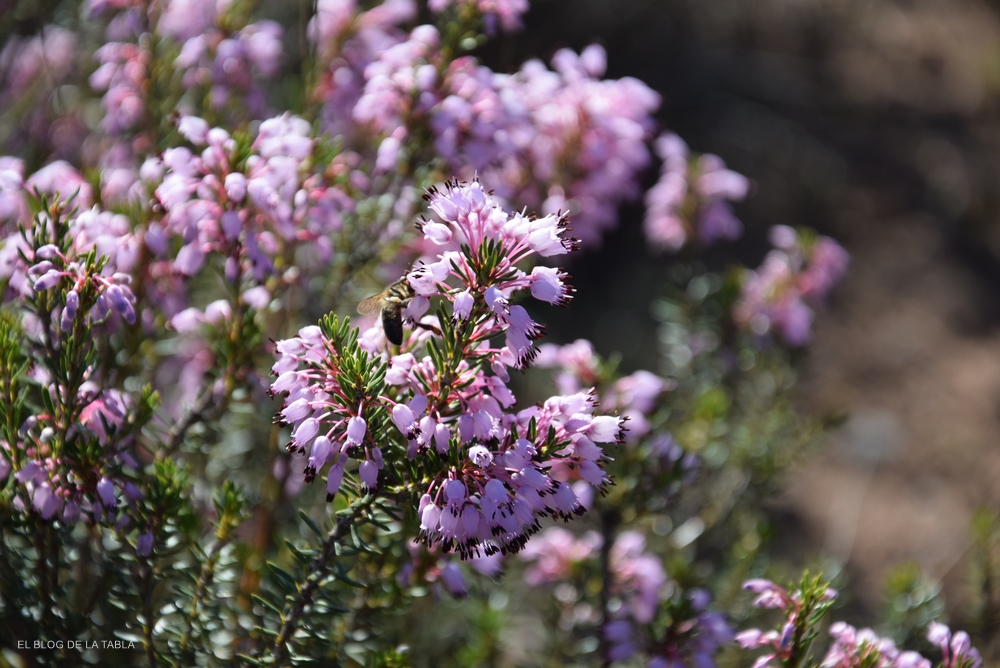 erica multiflora o bruguera con abeja 