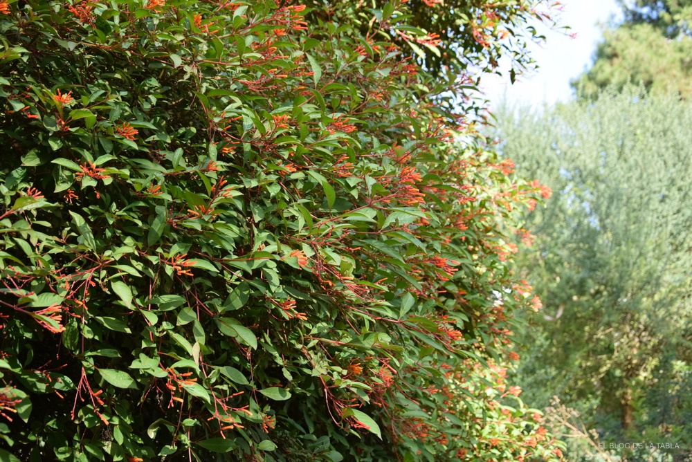 Hamelia patens coralillo