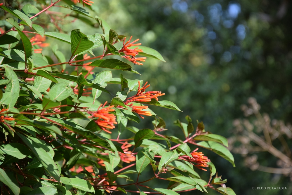 Hamelia patens coralillo