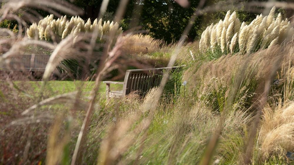 gramíneas jardines kew