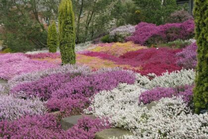 Erica, brezos de floración de invierno