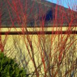 Acer palmatum 'Sango Kaku' tallos rojos en invierno