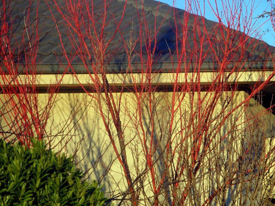 Arces japoneses corteza roja invierno