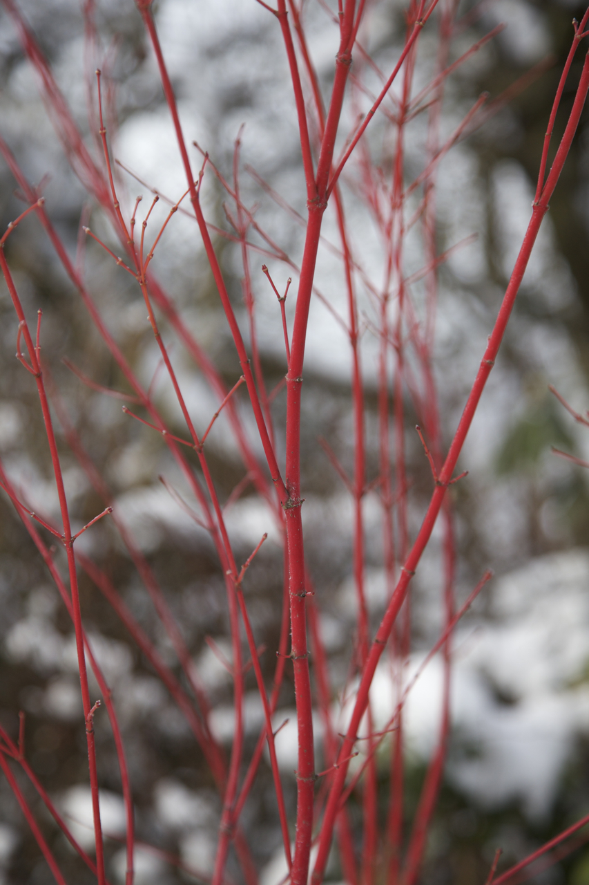 Arces japoneses corteza roja invierno