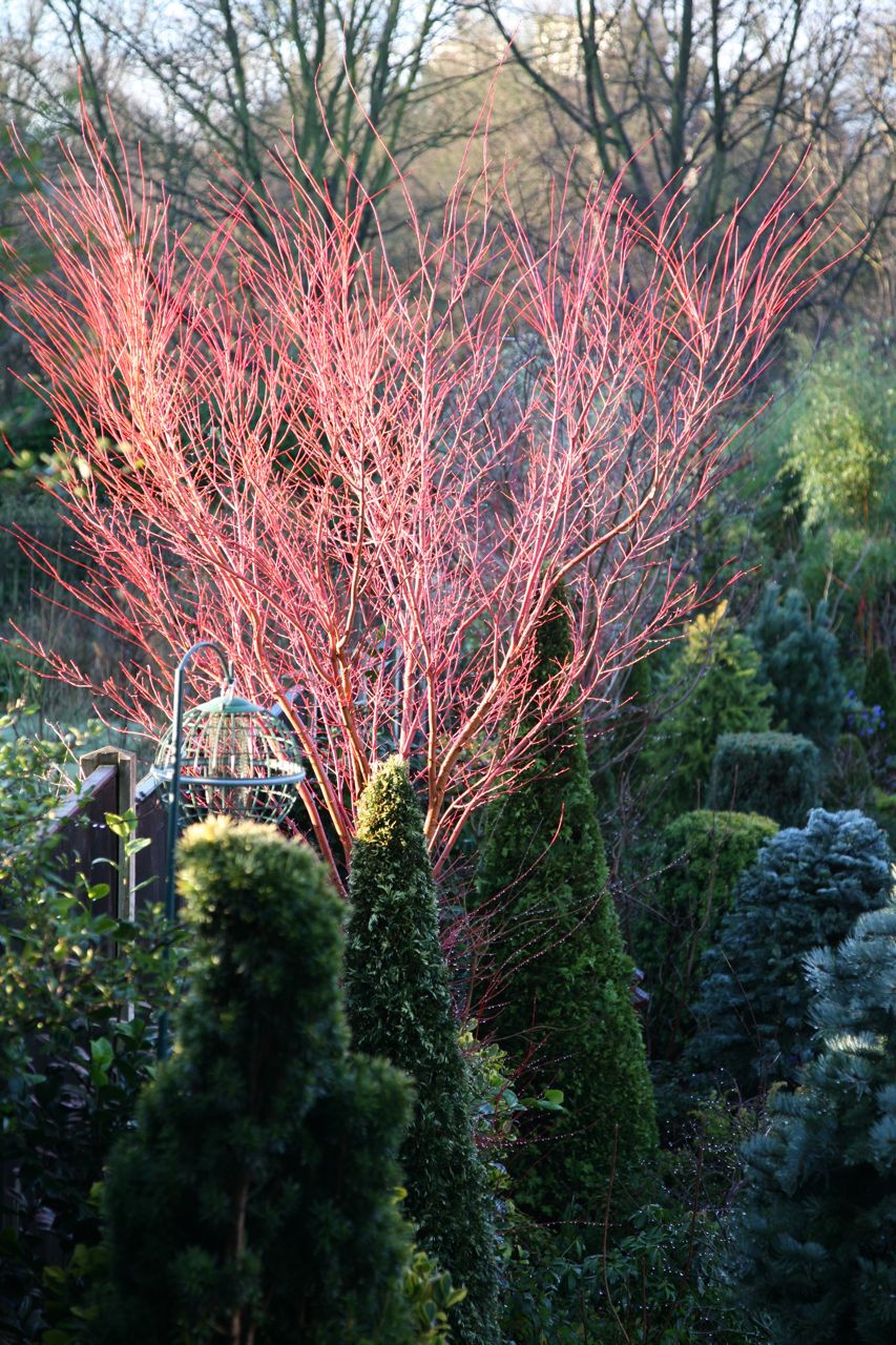Arces japoneses corteza roja invierno