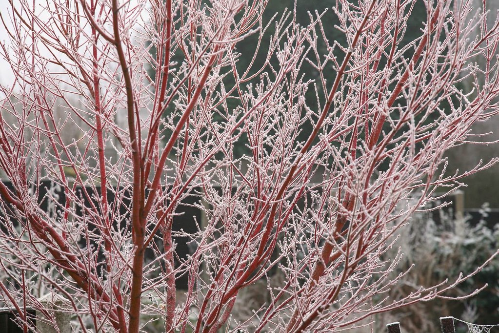 Arces japoneses corteza roja invierno