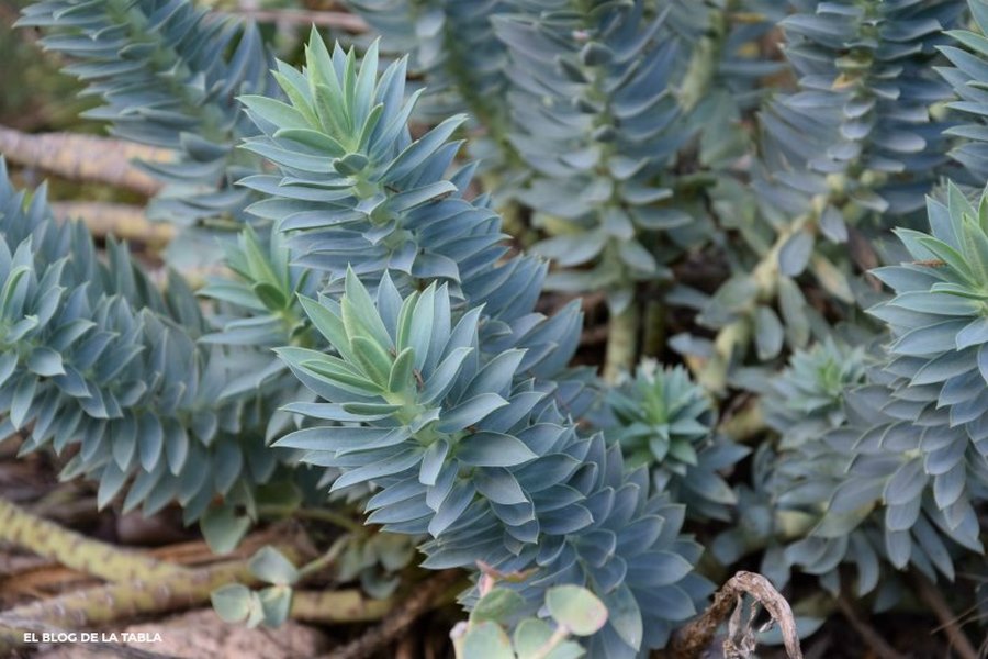 Euphorbia rigida Hojas dispuestas en espiral a lo largo de los tallos