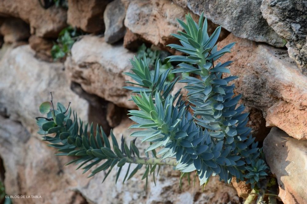 Euphorbia rigida hojas