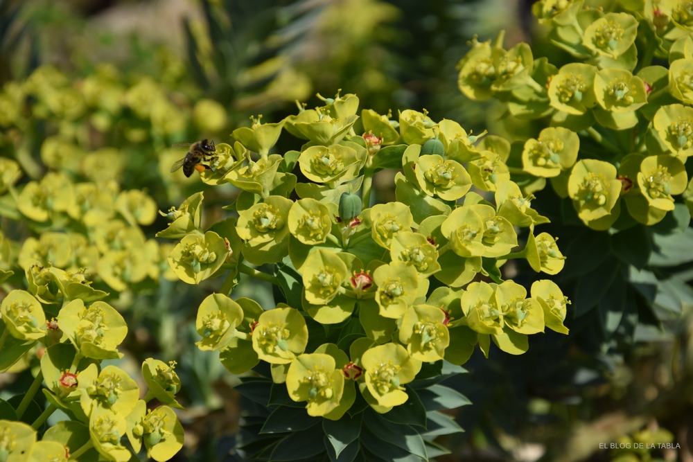 Euphorbia rigida inflorescencias